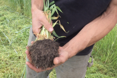 Anthony showing the fine aggregates left by the rye grass