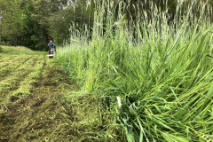 Emily mows down rye grass this spring using the BCS tractor.
