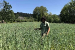 Waist-high winter rye grass (late spring 2020)