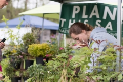 Navitive plants are best for pollinators