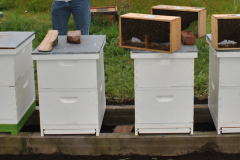 Hives