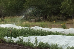 Irrigating