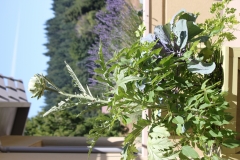 Planters (2)