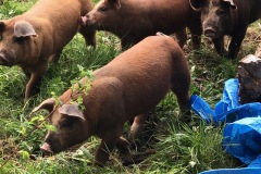 Kaitlin.pigs1_