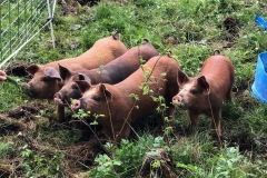 Kaitlin.pigs2_