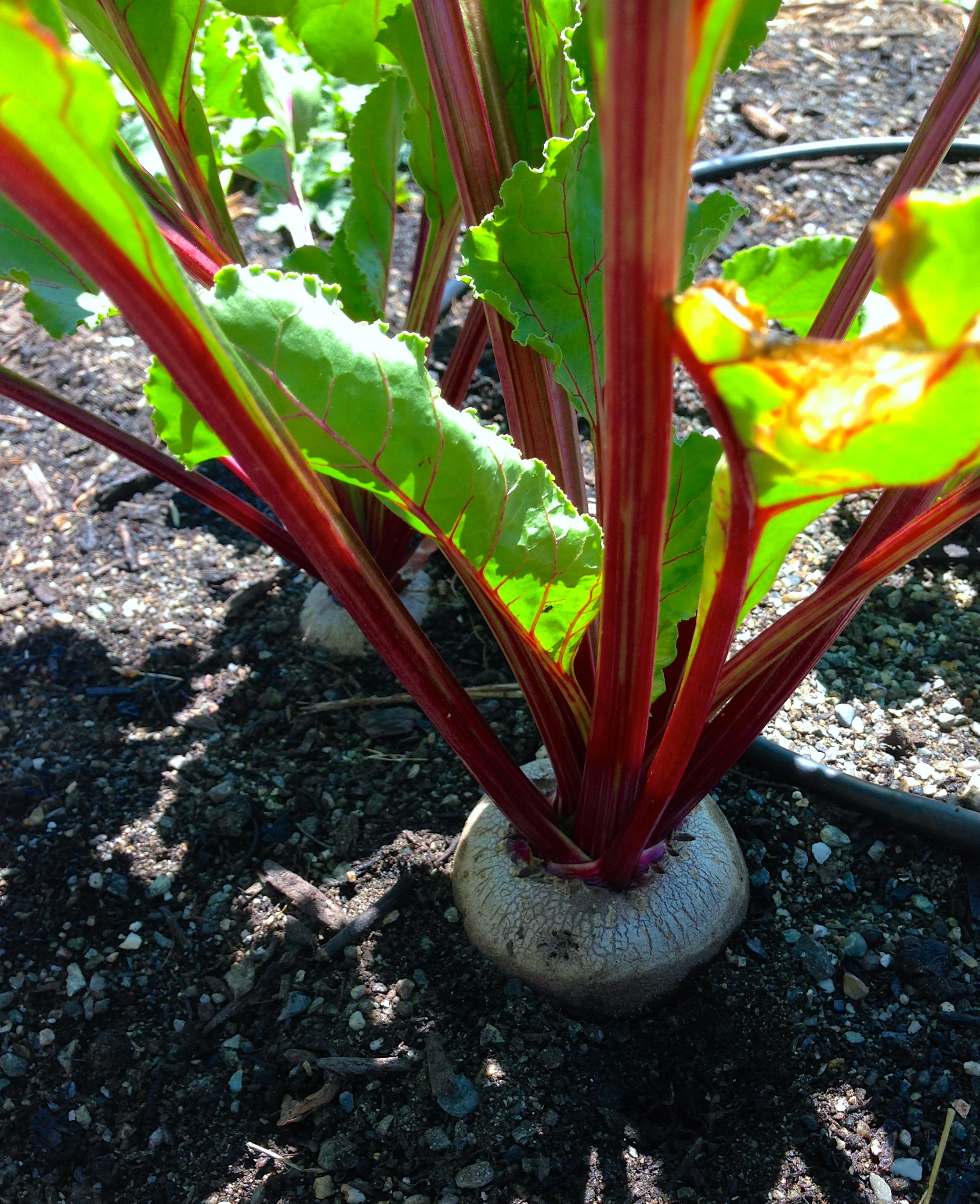 Here are some beets from the 21 Acres children’s garden. Also notice the drip irrigation system!