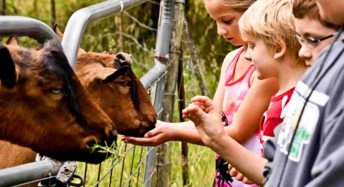 Youth summer farm camp for kids