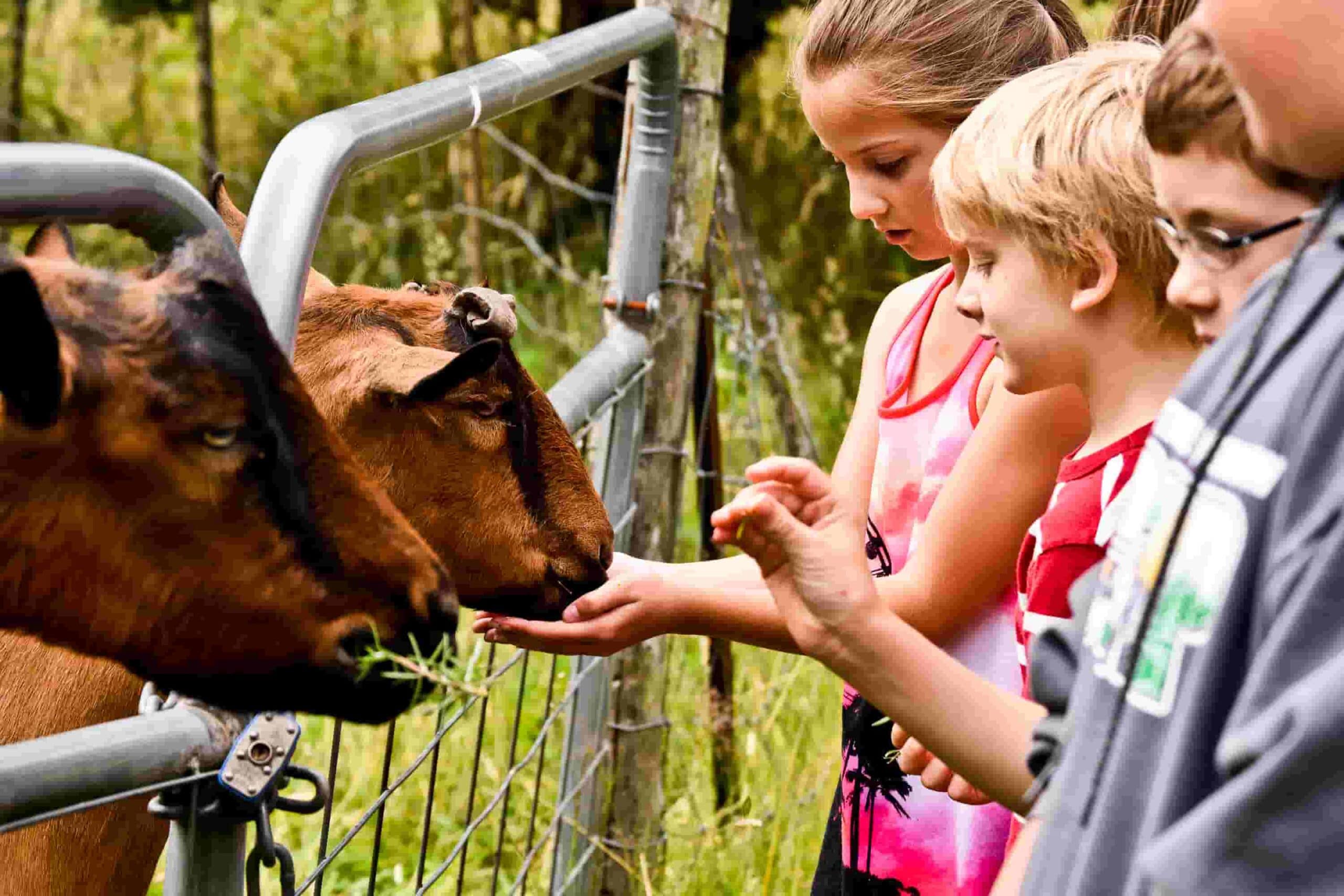 Youth summer farm camp for kids
