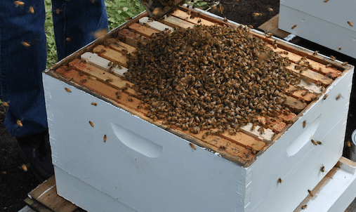 bees on hive box