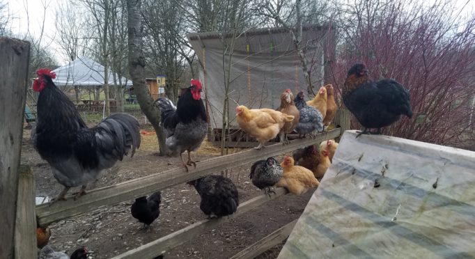 Photo of chickens perched on a fence on the 21 Acres farm