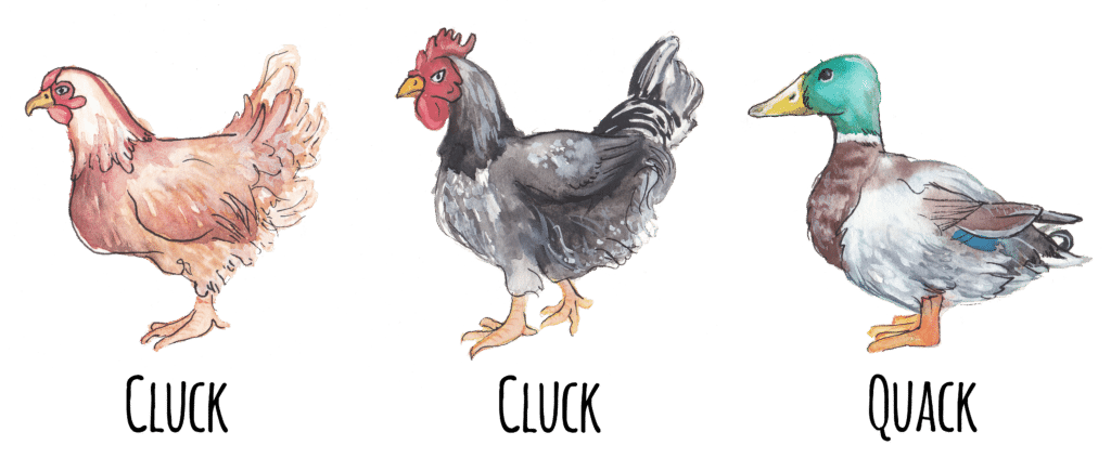 Illustration of two chickens followed by a duck and the words "Cluck, Cluck, Quack."