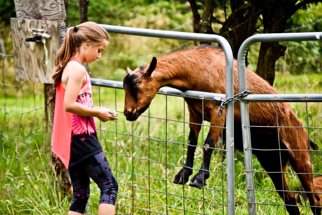 girl feeding goat on the farm