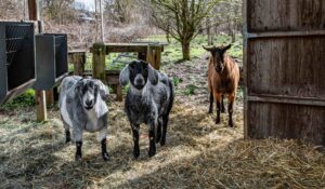 Goats at the 21 Acres farm help regenerative farm practices by eating invasive species and restoring the soil.