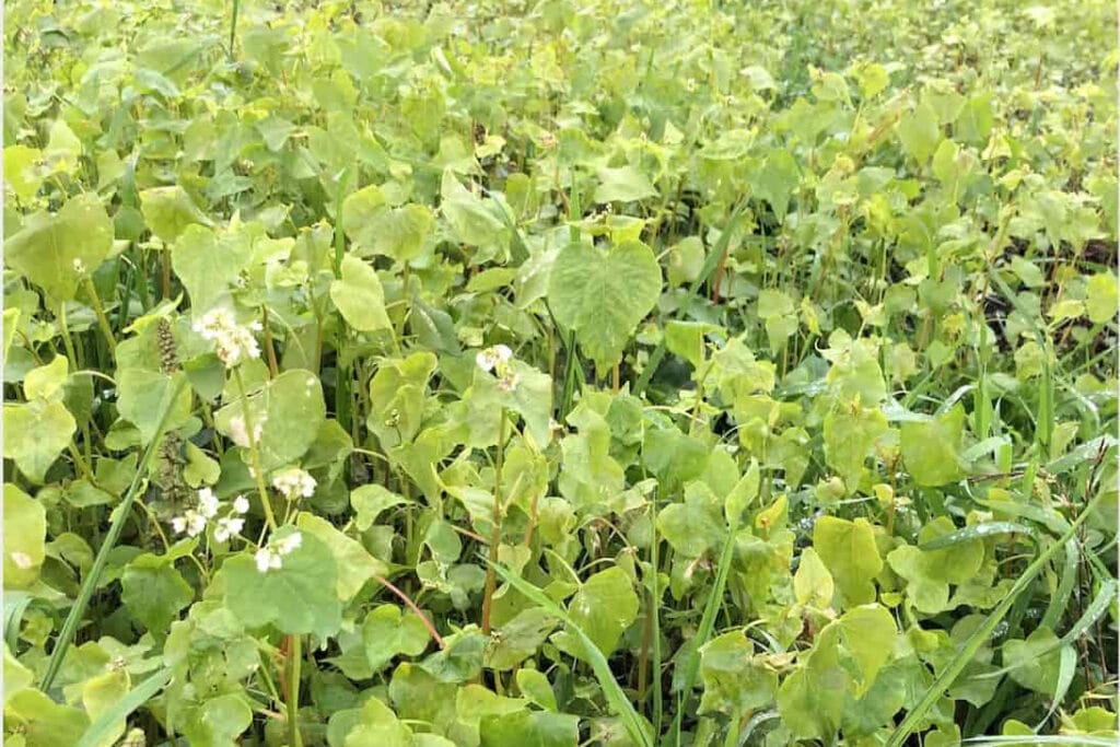 Boosting the Soil with Cover Crops This Fall 21 Acres