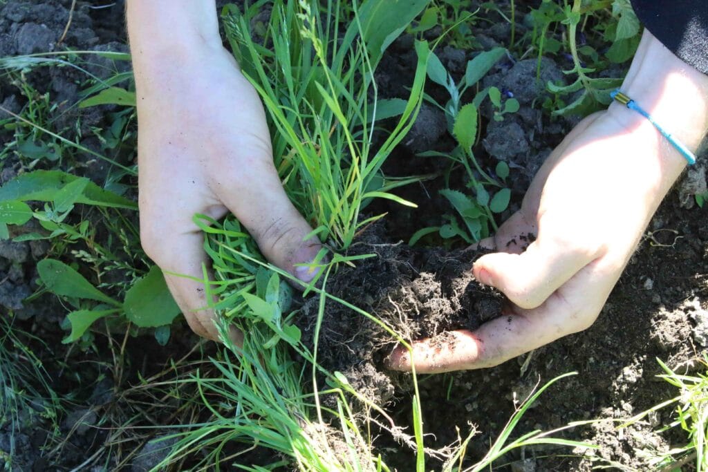 Celebrate World Soil Day! Two hands lift up soil and roots, exposing the soil structure beneath.