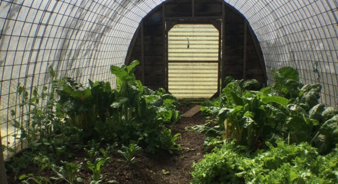 Hoop house at Hawthorn Farm holds greens all winter long.