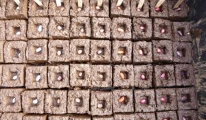 Seed blocks are a great sustainable way to start seeds by hand.
