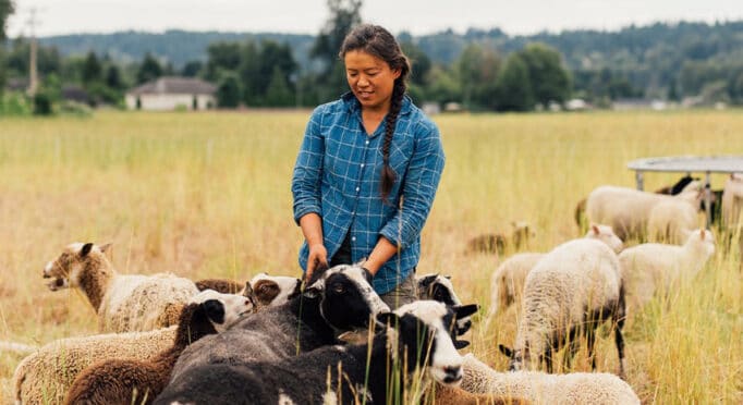 Emily Tzeng of Local Color and Fiber handles her sheep. Women farmers are essential to the local food economy.