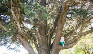 Sarah Sue climbs a giant cedar tree near her Bellingham home, smiling in awe of its shape, legacy, and potent medicine.