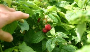 Wild rasperries found on the Hawthorn Farm in Woodinville, Washington.