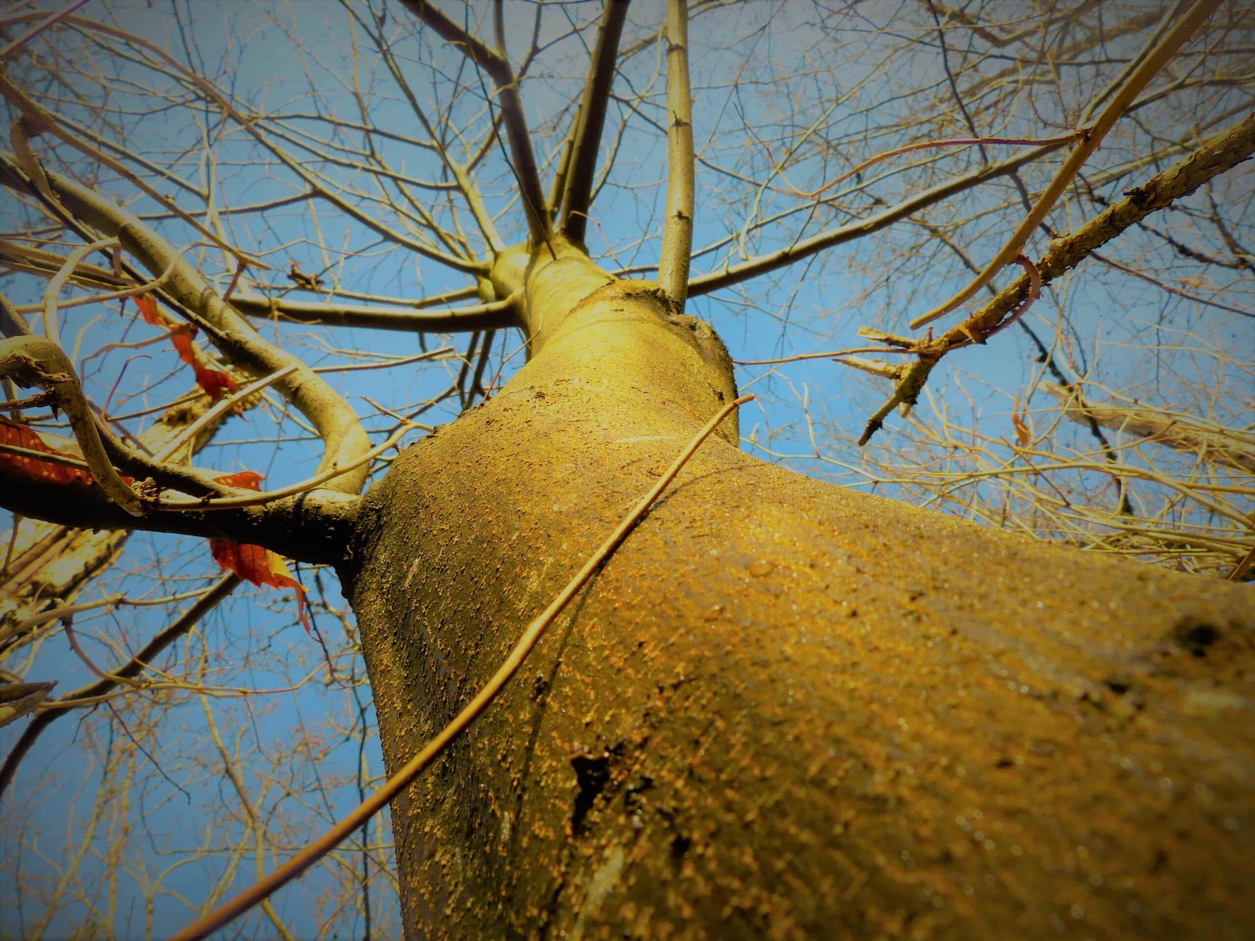 A chestnut tree at Hawthorn Farm.
