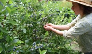 Alexia Allen of Hawthorn Farm harvests berries in her homestead garden.