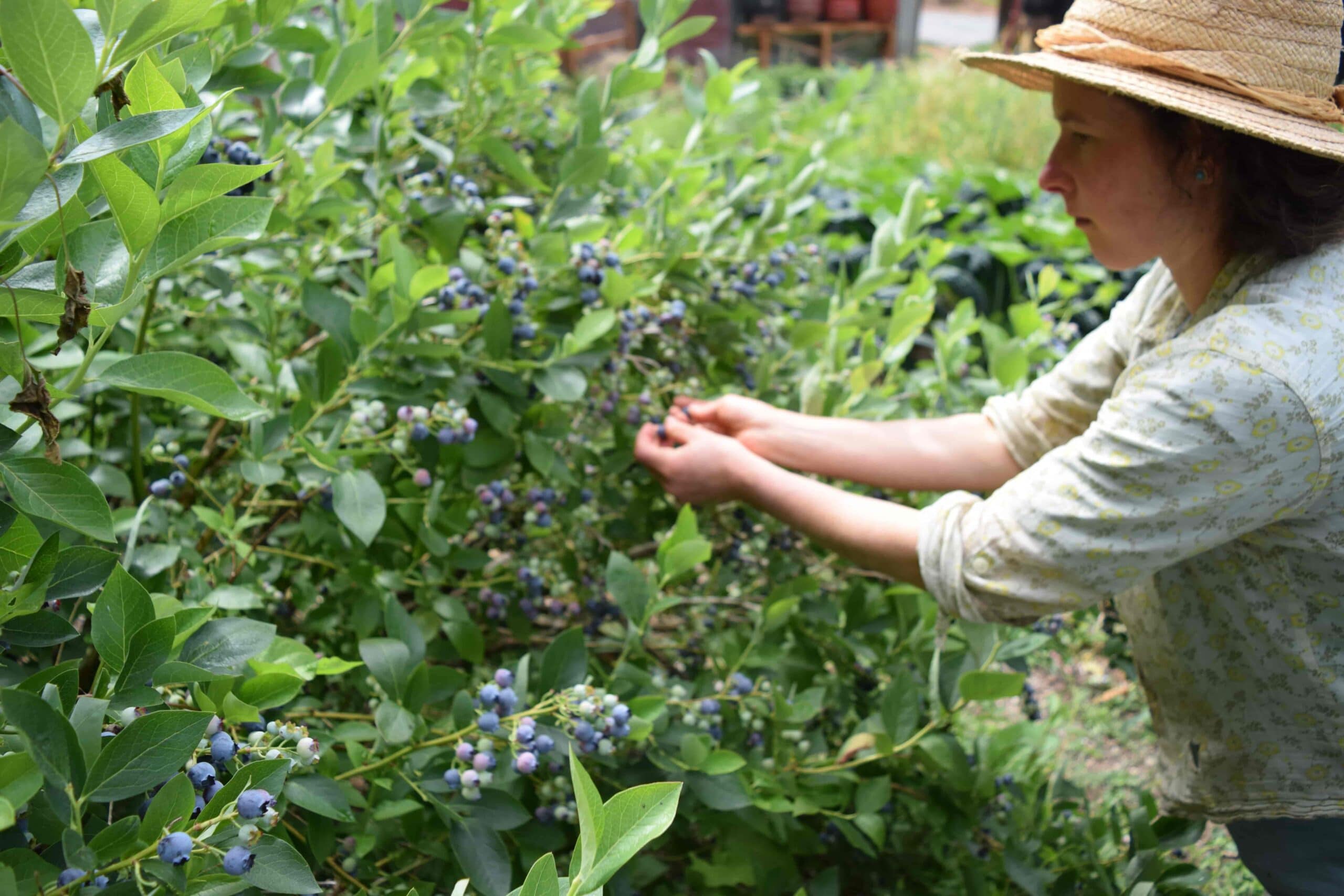 Alexia Allen of Hawthorn Farm harvests berries in her homestead garden.