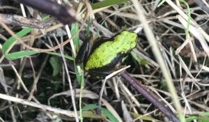 Frogs like this one indicate thriving wetlands at the 21 Acres farm.