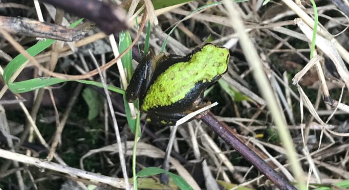 Frogs like this one indicate thriving wetlands at the 21 Acres farm.
