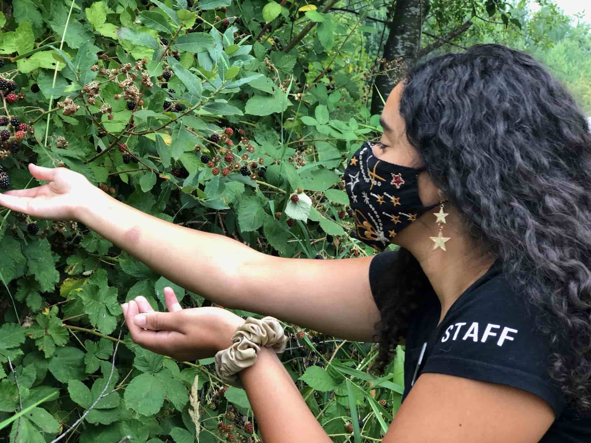 21 Acres staff member picks chemical-free blackberries on the farm.