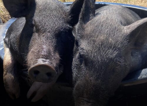 Small scale pastured pigs could solve shortage issues