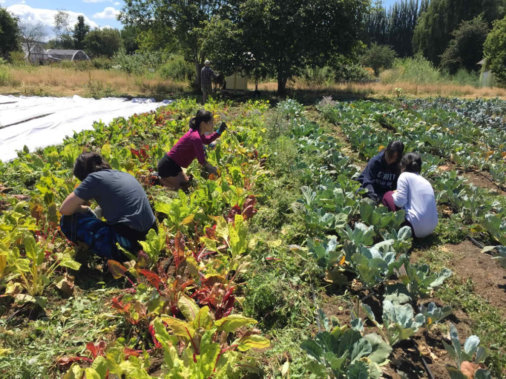 Volunteers learn regenerative practices while stewarding the 21 Acres farm.