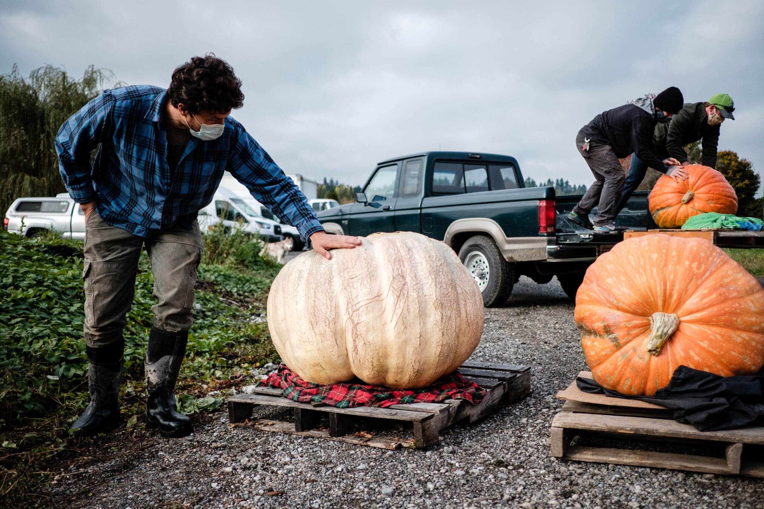 Andrew of Viva Farms gently admiring his giant pumpkin from 2020