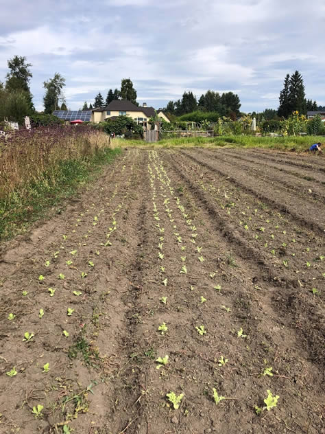 Rows of freshly-planted lettuce starts in early fall at the 21 Acres farm.