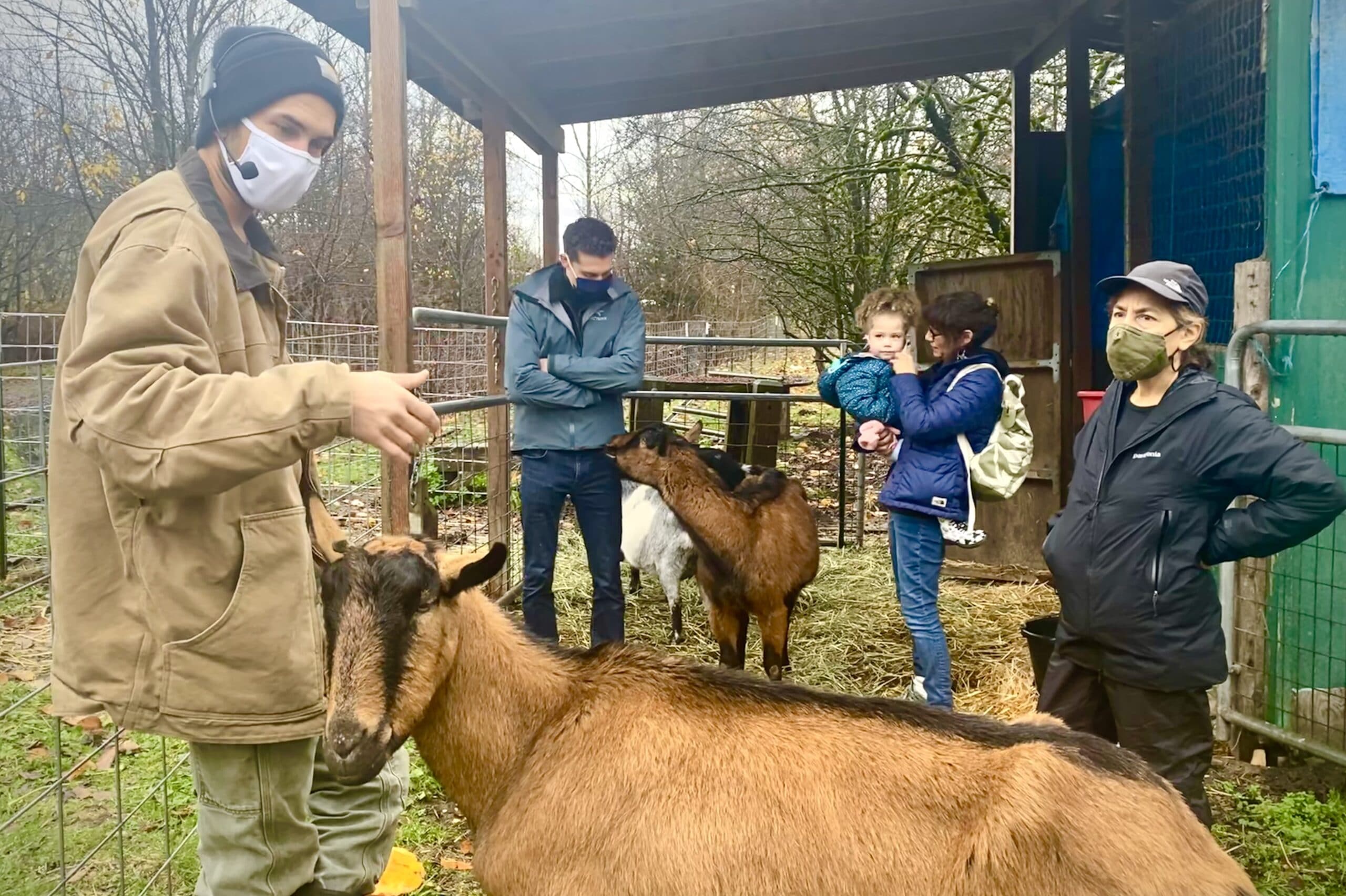 Anthony leading a farm tour, getting nibbles from Lucky (or Skippy) the goat. Tour attendees stand nearby learning from Anthony and the goats.