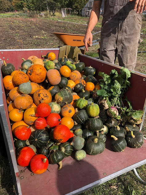 Squash harvest at the 21 Acres farm is bountiful and colorful early October 2021.