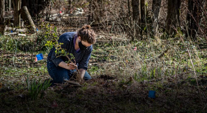 Becca Jordan helps plant native species in the 21 Acres wetland in spring 2021.