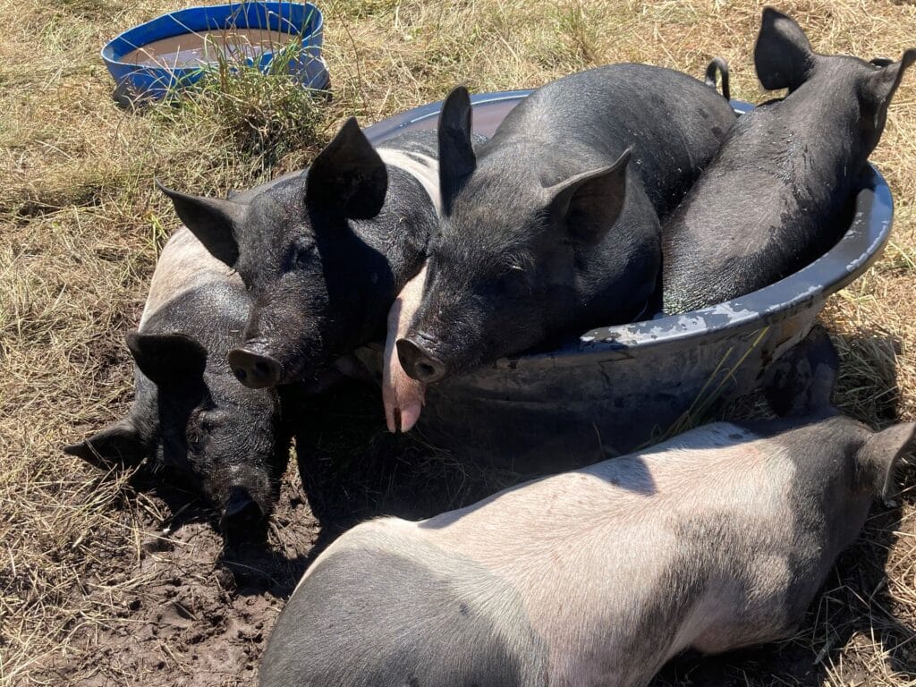 Pasture-raised hogs take a bath break on the 21 Acres farm in the summer of 2021.