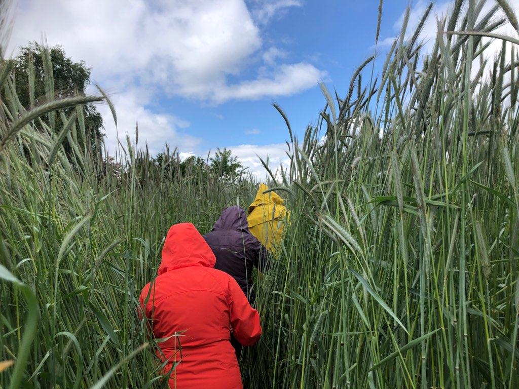21 Acres staff trek through the seven-foot-tall rye cover crop in early spring 2021.