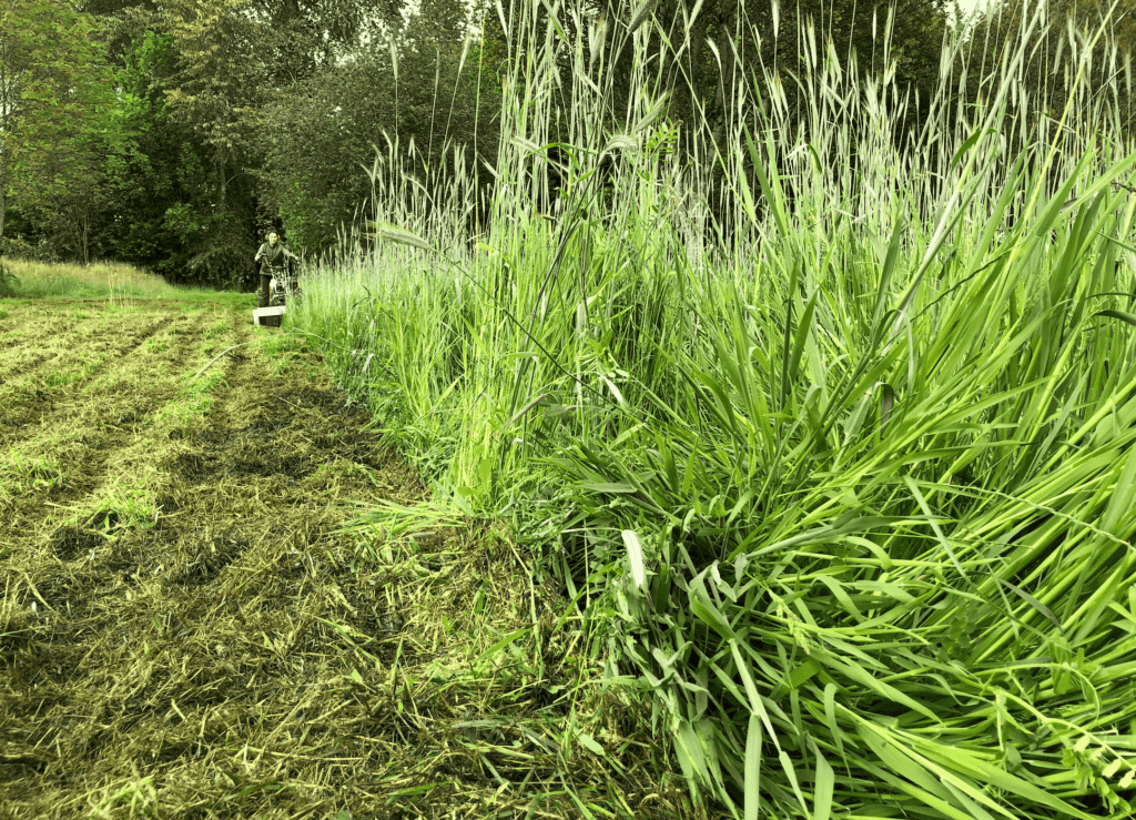 Rye cover crops, a regenerative farm practice, are mowed down in preparation for summer crops.