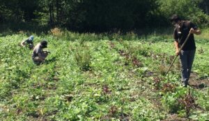 Anthony Reyes weeding crop rows among volunteers