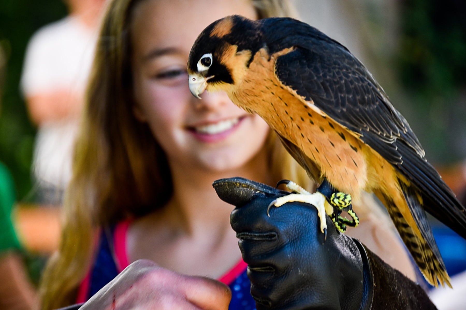 Child watches a trained falcon up close