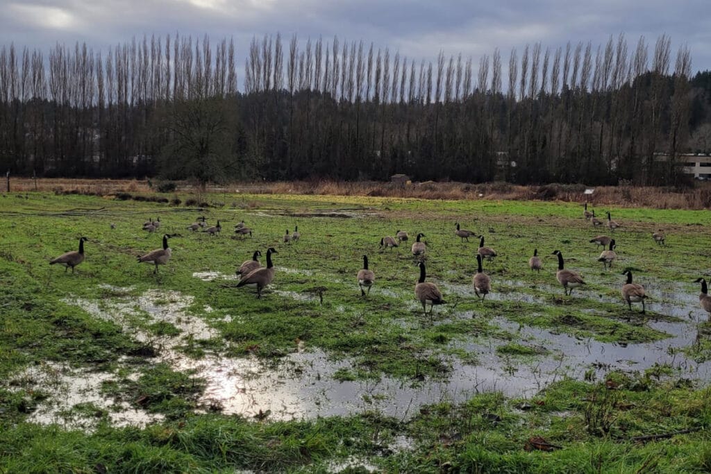 A flock of geese explore a flooded field in early 2022.
