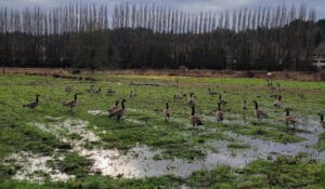 A flock of geese explore a flooded field in early 2022.