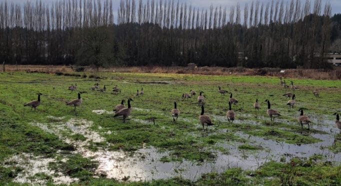A flock of geese explore a flooded field in early 2022.