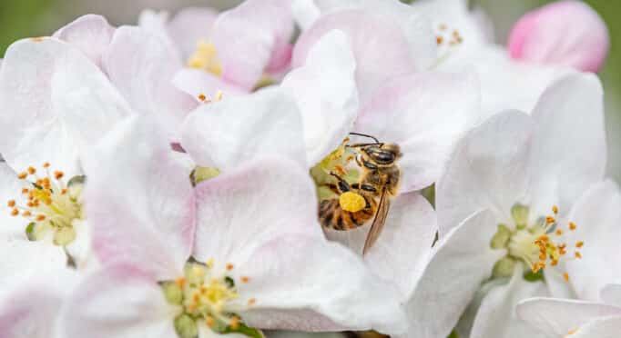 Bee-Killing Pesticides and What We Can Do to Help