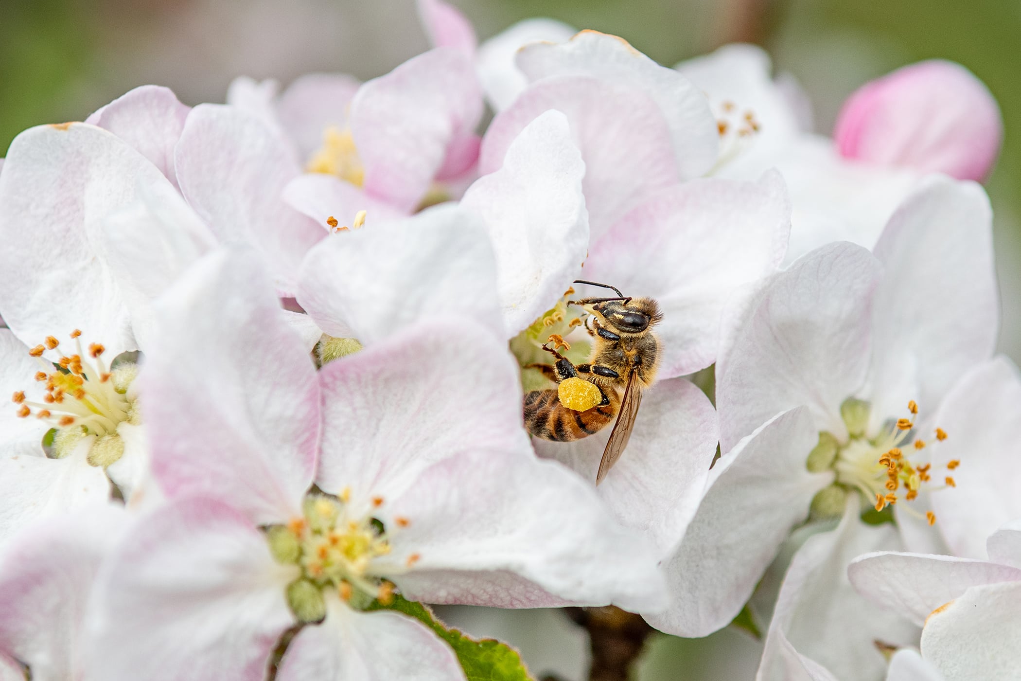 Bee-Killing Pesticides and What We Can Do to Help