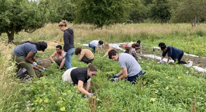 Volunteers help weed a production field on the 21 Acres farm.