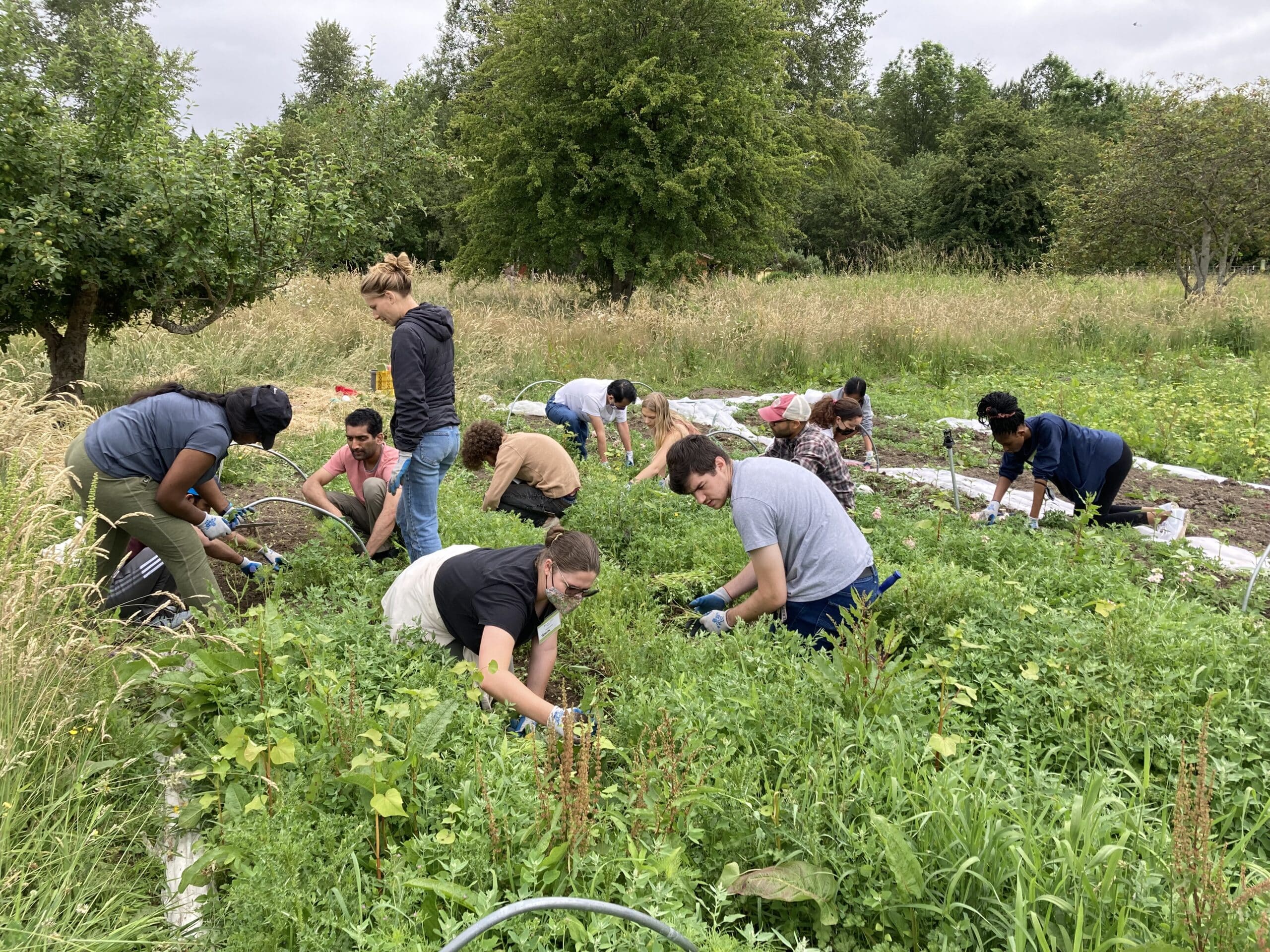 Volunteers help weed a production field on the 21 Acres farm.