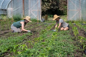 Farmers Emily and Lynnea weed around peppers in the high tunnel greenhouse on the 21 Acres farm.